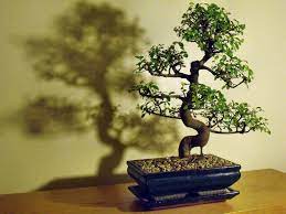 Most indoor tropical bonsai trees prefer temperatures between 60 and 70 degrees fahrenheit. Chinese Elm Bonsai Tree Care Guide Ulmus Parvifolia Bonsai Tree Gardener