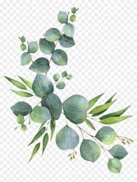 Eucalyptus polyanthemos watercolor painting illustration, watercolor leaves, green leafs against white background, watercolor leaves, leaf, hand png. Find Hd Branch Leaves Florals Branches Zweig Watercolor Eucalyptus Clipart Hd Png Download To Search Flower Png Images Floral Watercolor Leaf Drawing