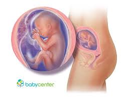 Pin On Fetal Development Week By Week