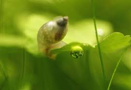 Pest snails and planted aquariums often come hand in hand with one another. Breeding Aquarium Snails Aquariadise