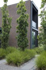 Columnar Trees And Ornamental Grasses Modern Landscaping Garden Architecture Landscape Design