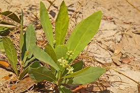 Image result for Dichapetalum