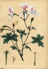 Image result for Grielum