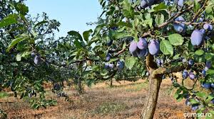 Calendarul cu tratamente pentru o calendarul stropirilor în livada mixtă. Calendar Stropiri Pomi Fructiferi Cum Sa Faci Tratamentele In Mod Corect Cumsa Ro