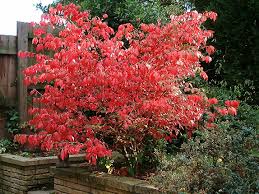 Firebush firefly dwarf scarlet red shrub live plant orange yellow flower hummingbird butterfly. Euonymus Alatus Wikipedia