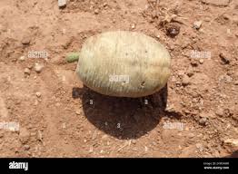 Image result for Balanites maughamii