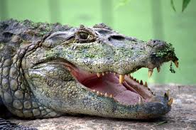 GramadoZoo