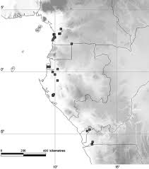 Image result for Viridivia suberosa