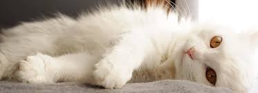 As industry innovators and experts on pet hair, furminator understands the entire shedding cycle and. Furminator For Cats Brushes More Petsmart