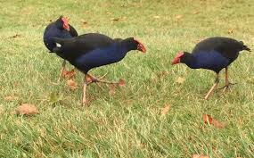 Ich möchte meinen freund überzeugen, im februar bzw. 10 Vogel In Neuseeland Die Ihr Unbedingt Sehen Solltet