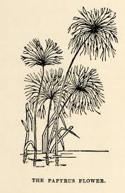 Image result for Cyperus papyrus