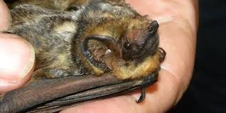 Image result for Dacryotrichia robinsonii