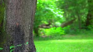 Dreamstime is the world`s largest stock photography community. 23 Nature Tree Background Hd Images