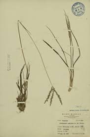 Image result for Alloteropsis semialata