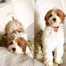 We did not find results for: Multigenerational Australian Labradoodle Puppy From Brookside Labradoodles In Sacramento California Brook Labradoodle Puppy Australian Labradoodle Labradoodle