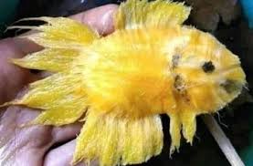 Ikan cupang (betta sp.) adalah ikan air tawar yang habitat asalnya adalah beberapa negara di asia tenggara, antara lain indonesia, thailand, malaysia, brunei darussalam, singapura, dan vietnam. Pria Ini Jual Ikan Cupang Jadi Jadian Netizen Auto Ngakak Hitekno Com