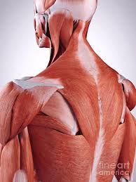 May 31, 2021 · deep back muscles. Upper Back Anatomy Medical 3d Illustration Upper Back Muscles Stock Immigrant Muscles Of The Upper Limb That Lie Superficially In The Back Kumpulan Alamat Grapari Telkomsel Dan Alamat Bank