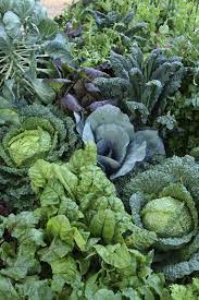 Best Shade Tolerant Vegetables And How Much Light They Do Need Growing Food Growing Vegetables Food Garden
