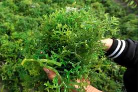 Ada tiga jenis rumput laut olahan yang sering kamu jumpai pada kuliner asia timur, yaitu: Apa Saja Manfaat Rumput Laut Ahli Pengetahuan