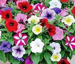 Floriculture Greens Seeds Plants Garden Petunia Flower Flower Mix Colours Seeds F1 Hybrid Seeds Pack Seed Price In India Buy Floriculture Greens Seeds Plants Garden Petunia Flower Flower Mix Colours Seeds