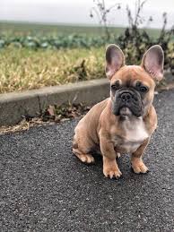 French Bulldog Puppy Bulldogpuppy Bulldog Puppies French Bulldog Puppies Bulldog
