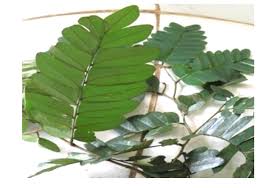 Image result for Scorodophloeus