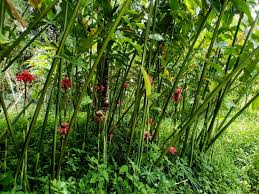 Image result for Etlingera