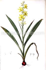 Image result for Wachendorfia