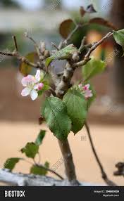Mar 08, 2021 · the best fruit tree spray for peach leaf curl. Fruit Tree Flowers On Image Photo Free Trial Bigstock