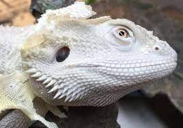 Bearded Dragon Turned White And Died What S Happening