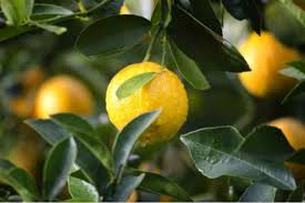 Maybe you would like to learn more about one of these? Dolce Della Domenica Con Solo Tre Ingredienti Pronto In Appena 10 Minuti