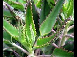 Como Reproducir El Kalanchoe Y Motivos De Tenerlo En Casa Insecticida Casero Para Las Plantas Youtube Kalanchoe Daigremontiana Plantas Medicinales Plantas