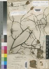 Image result for Synaptolepis alternifolia