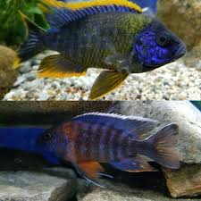 Check spelling or type a new query. Lwanda And Red Shoulder Peacock Cichlids Cichlids Malawi Cichlids Tropical Fish