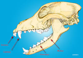 The Teeth Of The German Shepherd Dog The German Shepherd Dog