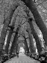 The Patience Of Trees Amsterdam Netherlands Photo