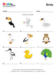 free printable birds worksheet kiddoworksheets