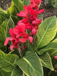 Tropical flowering plants for sale. Search Results Bog Garden Plants Canna Flower