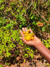 Image result for Uapaca kirkiana