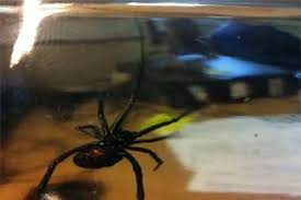The black widow, found throughout the world's temperate and tropical regions, is indeed the most venomous spider in black widow spider vs. Navy Engineers Catch Black Widow Spider In Sea King Gov Uk