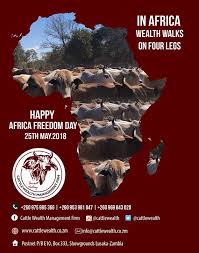 In Africa...wealth walks on four legs.... - Cattle Wealth Management Firm |  Facebook
