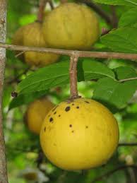 Image result for Oncoba