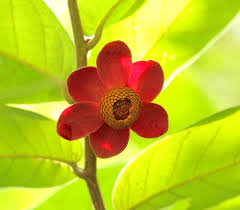 Image result for Uvaria edulis