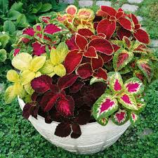 Image result for Coleus