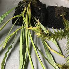 Image result for Huperzia bampsiana