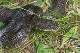 Pantherophis Obsoletus Wikipedia