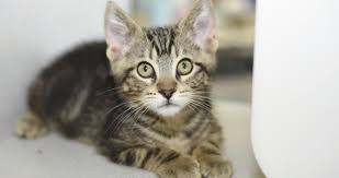 These adorable kittens are available for adoption in seattle, washington. Foster Of The Month Janelle Seattle Area Feline Rescue
