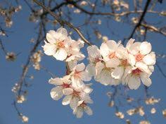 Foglie e fiori (con una lunghezza che può arrivare a 25 cm) riempiono gli spazi in cui è coltivata la pianta creando indispensabili zone d'ombra e aree decorative davvero molto suggestive. 28 Idee Su Fiori Di Primavera Fiore Di Primavera Fiori Primavera
