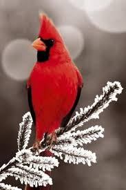 Birds That Look Like Cardinals But Aren T Pretty Cardinal These Birds Are All Over My Neighborhood Beautiful Birds Pretty Birds Pet Birds