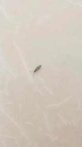 little bugs found in a bathroom